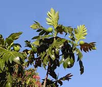 Ast eines Affenbrotbaumes mit Früchten